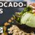 Avocado ein Superfood als Eis | So geil ist das Avocadoeis wirklich?