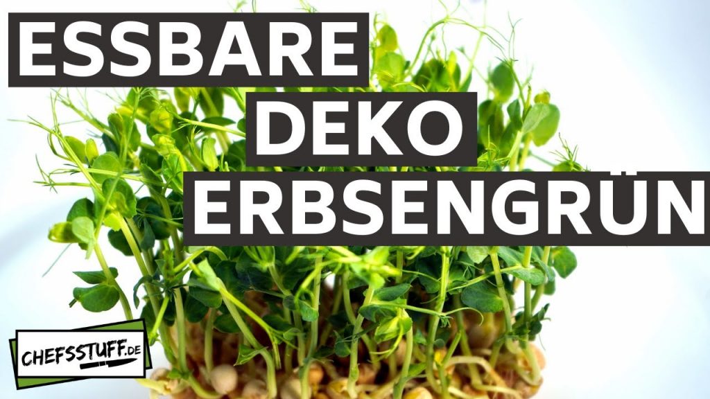 Essbare Deko – Erbsengrün | Erbsenkresse | Erbsen Anbauen | Microgreen | Dekor | Kresse | Garnitur