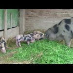 Besuch bei Bunten Bentheimer Schweinen