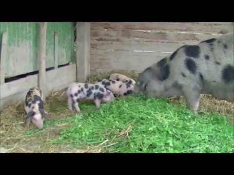 Besuch bei Bunten Bentheimer Schweinen