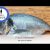 Fisch richtig filetieren / Dorade filetieren / Thomas kocht