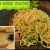 Heißhunger auf Pasta? Spaghetti in Knoblauch-Öl einfach selber machen!