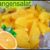 Orangensalat in Campari-Gelee. Bester Nachtisch zu Weihnachten. Rezept