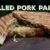 Pulled Pork Panini Sandwich